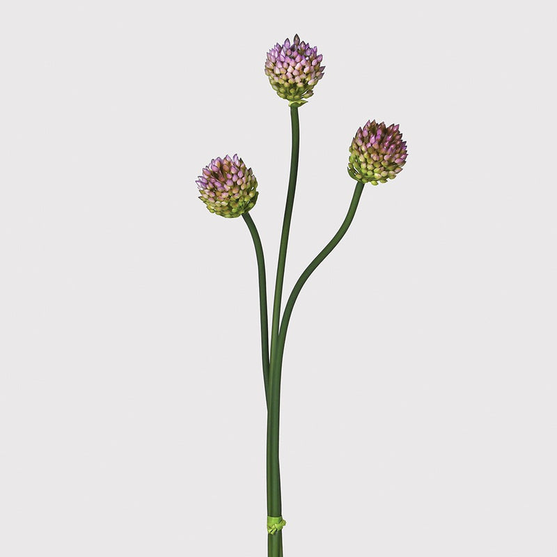 Allium Bud Stem