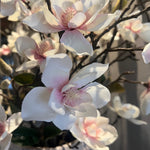 White Blush Magnolia Stem